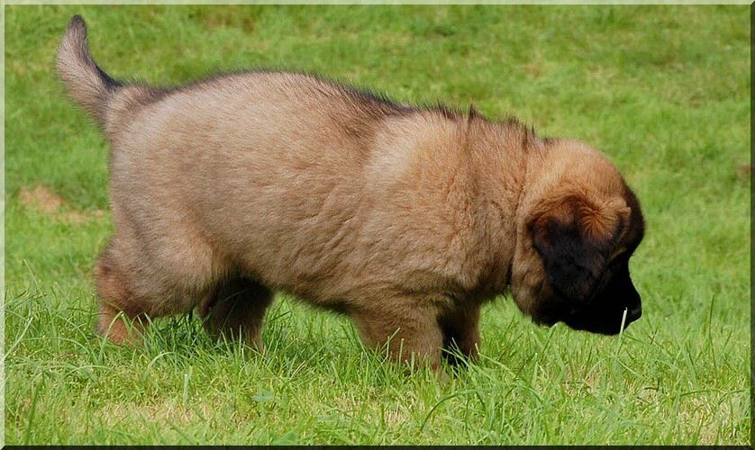 leonberger 092.jpg